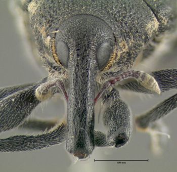 Media type: image;   Entomology 604451 Aspect: head frontal view